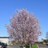 Newport Ornamental Plum #7 - Image 3